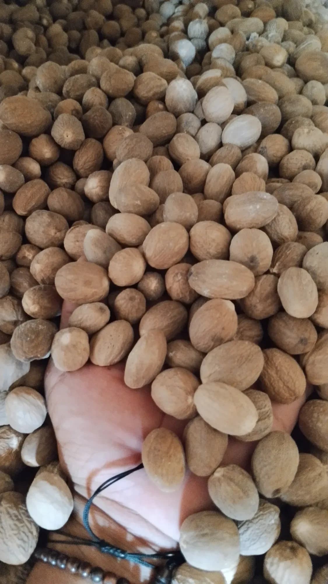 Quality inspection of freshly graded coffee beans