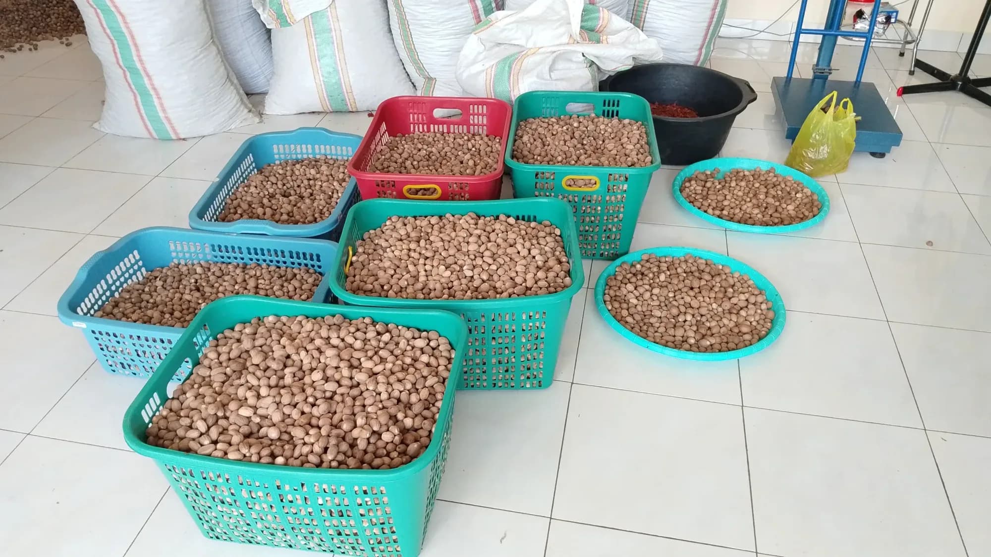 Quality inspection of freshly graded coffee beans